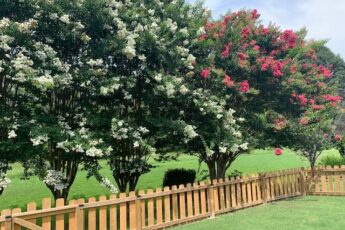 Lovely back yard fence with view of beautiful Crepe Myrtles.