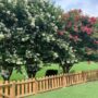 Lovely back yard fence with view of beautiful Crepe Myrtles.