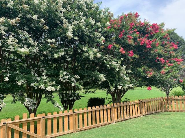 Lovely back yard fence with view of beautiful Crepe Myrtles.